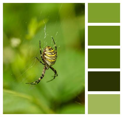 Spider Insect Wasp Spider Image